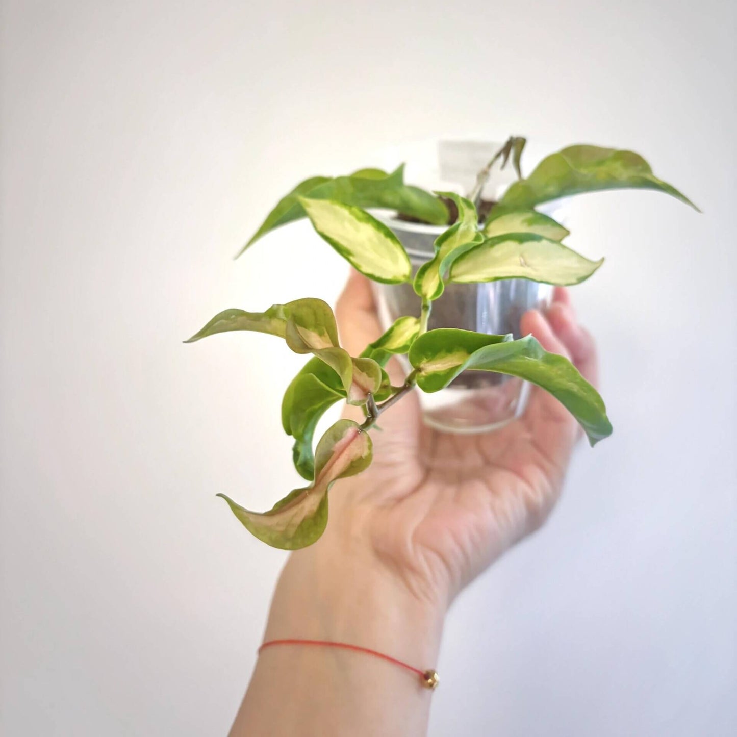 Hoya kenejiana inner variegated is a stunning curly-leaved Hoya with vibrant greenish-yellow to golden variegation at the center of its leaves.