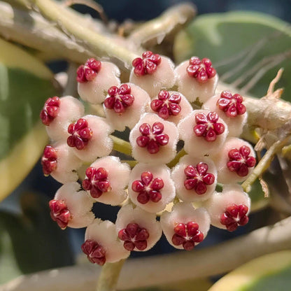 Hoya kerrii ‘Outer Variegated’ is a beautiful variant of the classic “Sweetheart Hoya,” recognized for its thick, heart-shaped green leaves framed by a striking outer margin of creamy-white to pale yellow variegation. The vines can mature into trailing or climbing stems, though growth is typically slow.