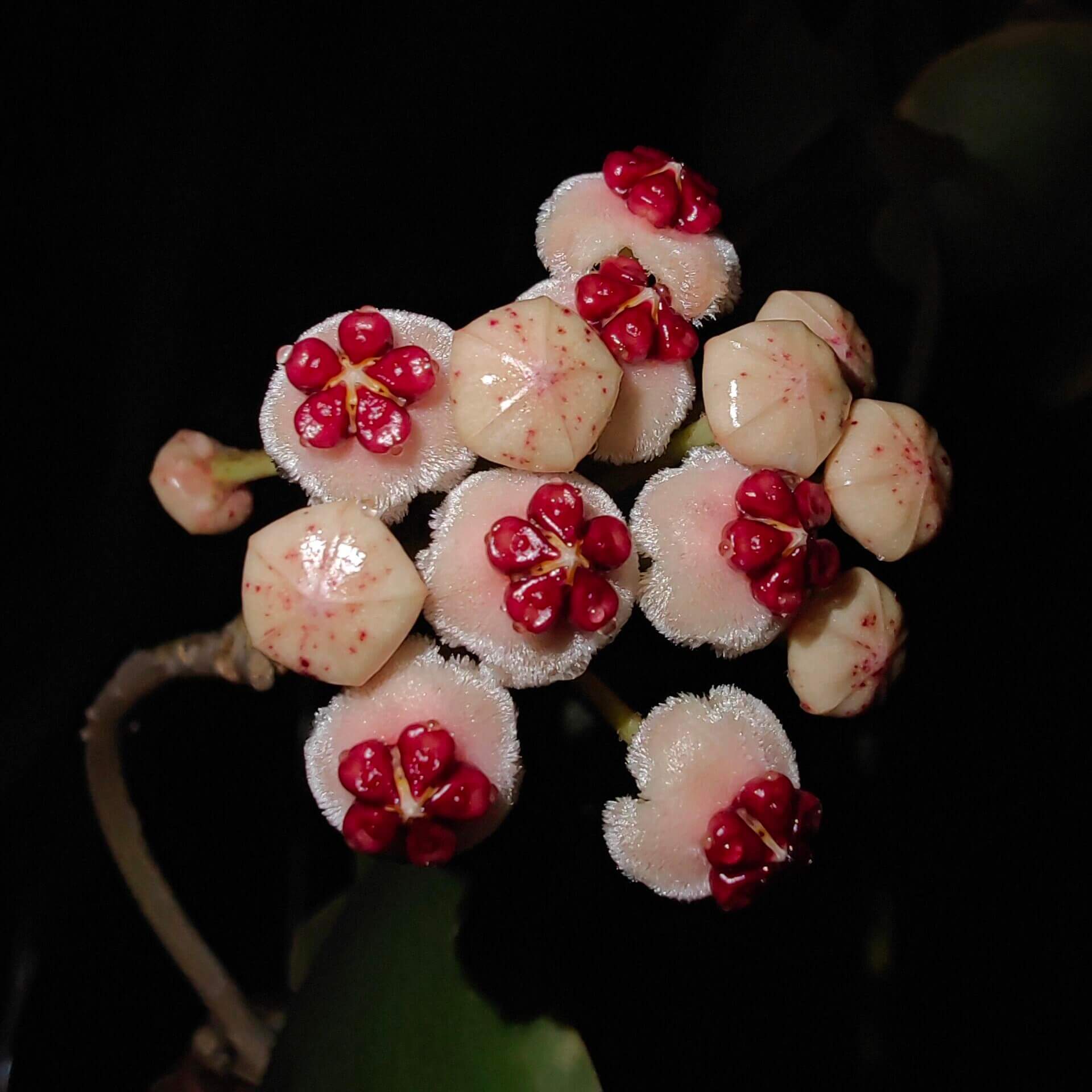 Hoya kerrii ‘Outer Variegated’ is a beautiful variant of the classic “Sweetheart Hoya,” recognized for its thick, heart-shaped green leaves framed by a striking outer margin of creamy-white to pale yellow variegation. The vines can mature into trailing or climbing stems, though growth is typically slow.