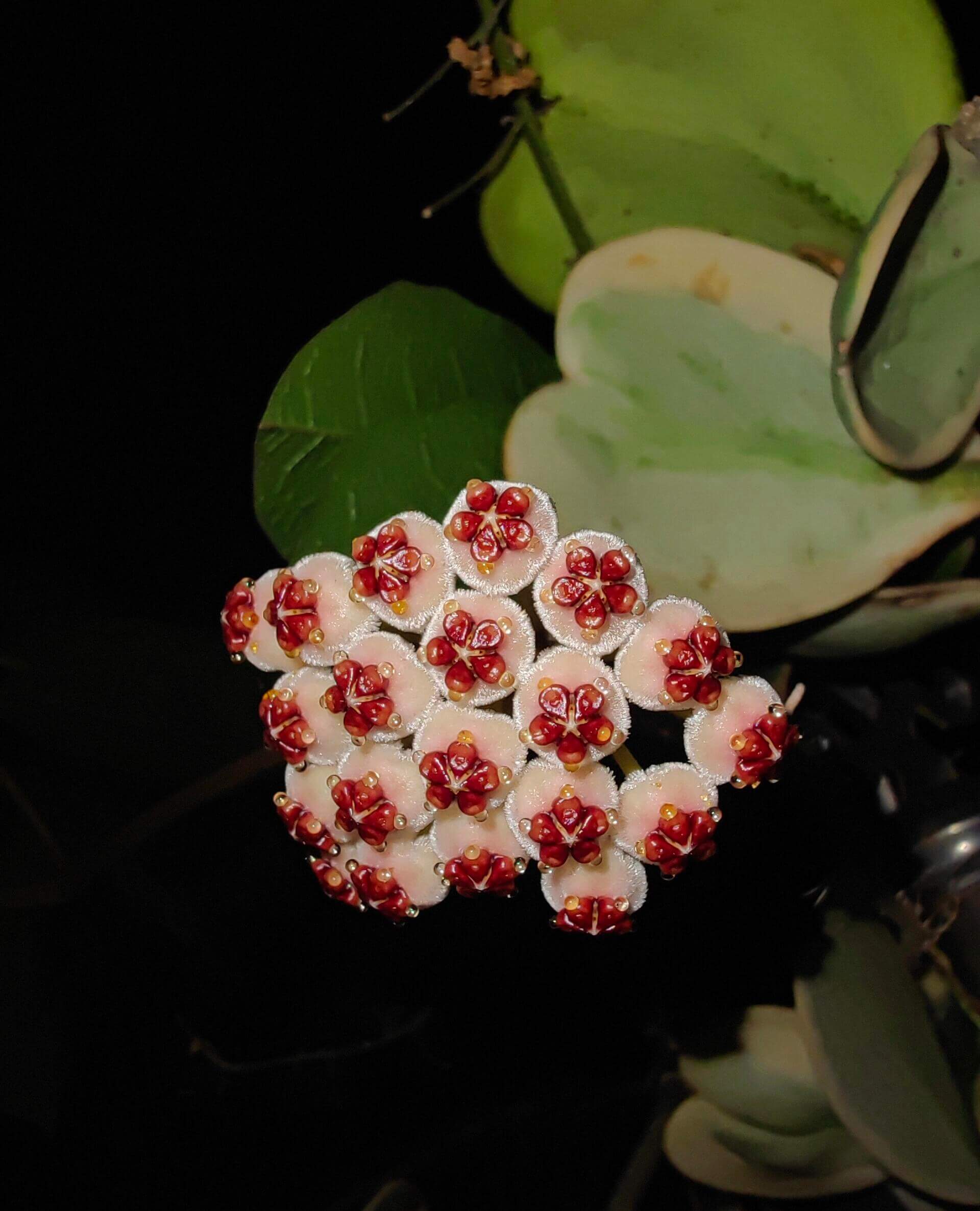 Hoya kerrii ‘Outer Variegated’ is a beautiful variant of the classic “Sweetheart Hoya,” recognized for its thick, heart-shaped green leaves framed by a striking outer margin of creamy-white to pale yellow variegation. The vines can mature into trailing or climbing stems, though growth is typically slow.