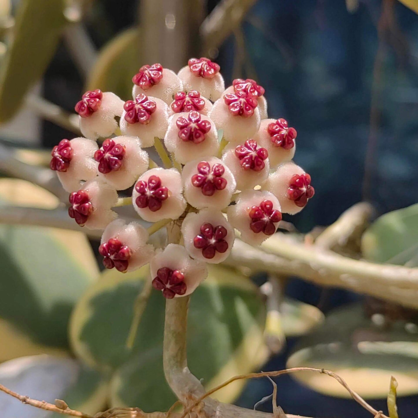 Hoya kerrii ‘Outer Variegated’ is a beautiful variant of the classic “Sweetheart Hoya,” recognized for its thick, heart-shaped green leaves framed by a striking outer margin of creamy-white to pale yellow variegation. The vines can mature into trailing or climbing stems, though growth is typically slow.