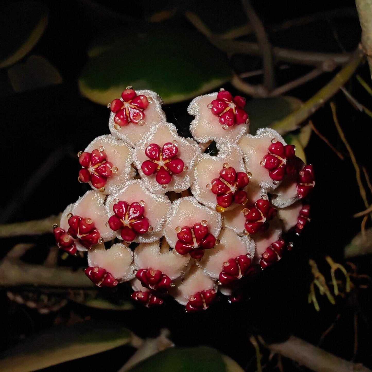 Hoya kerrii ‘Outer Variegated’ is a beautiful variant of the classic “Sweetheart Hoya,” recognized for its thick, heart-shaped green leaves framed by a striking outer margin of creamy-white to pale yellow variegation. The vines can mature into trailing or climbing stems, though growth is typically slow.