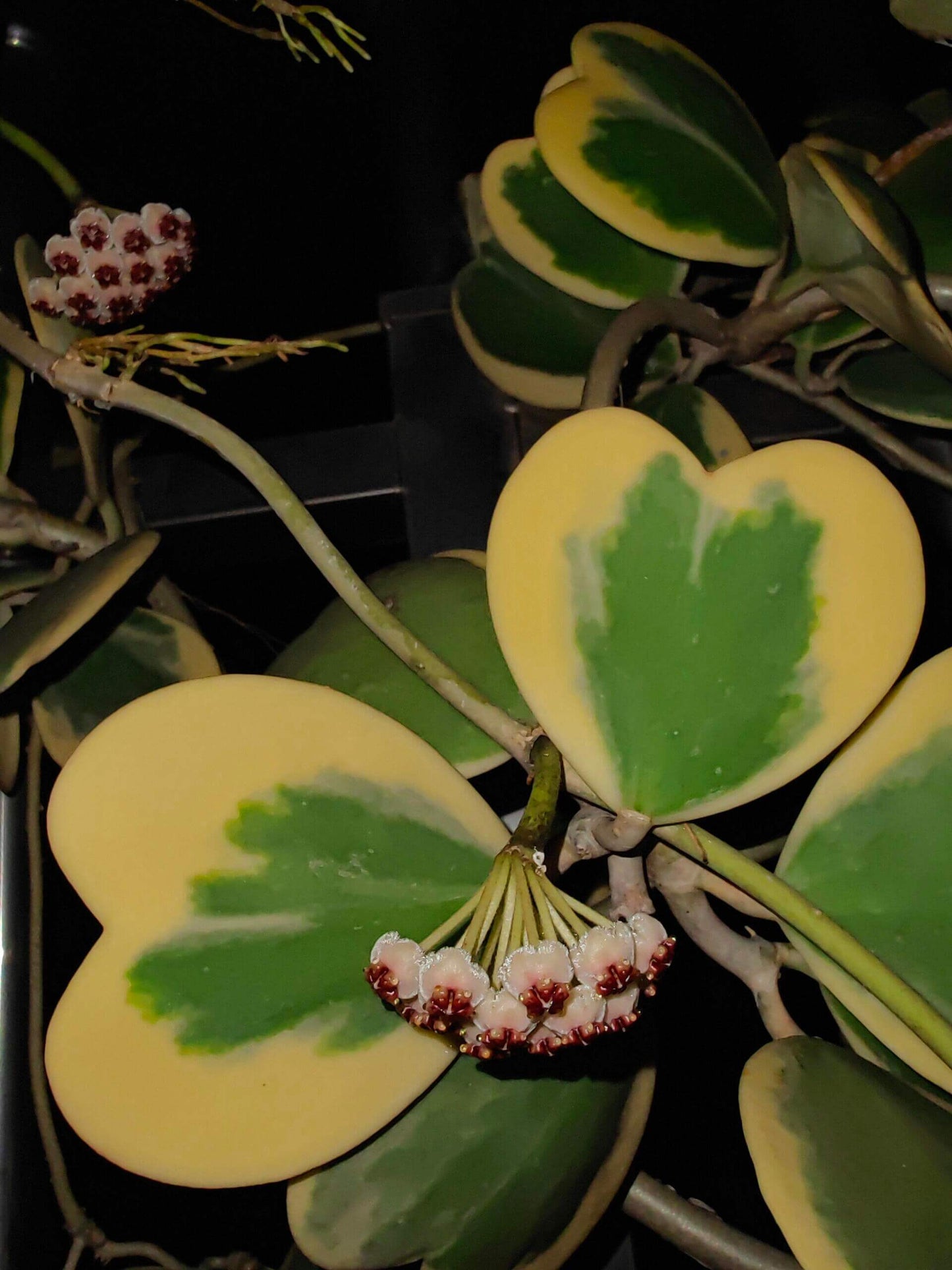 Hoya kerrii ‘Outer Variegated’ for Sale