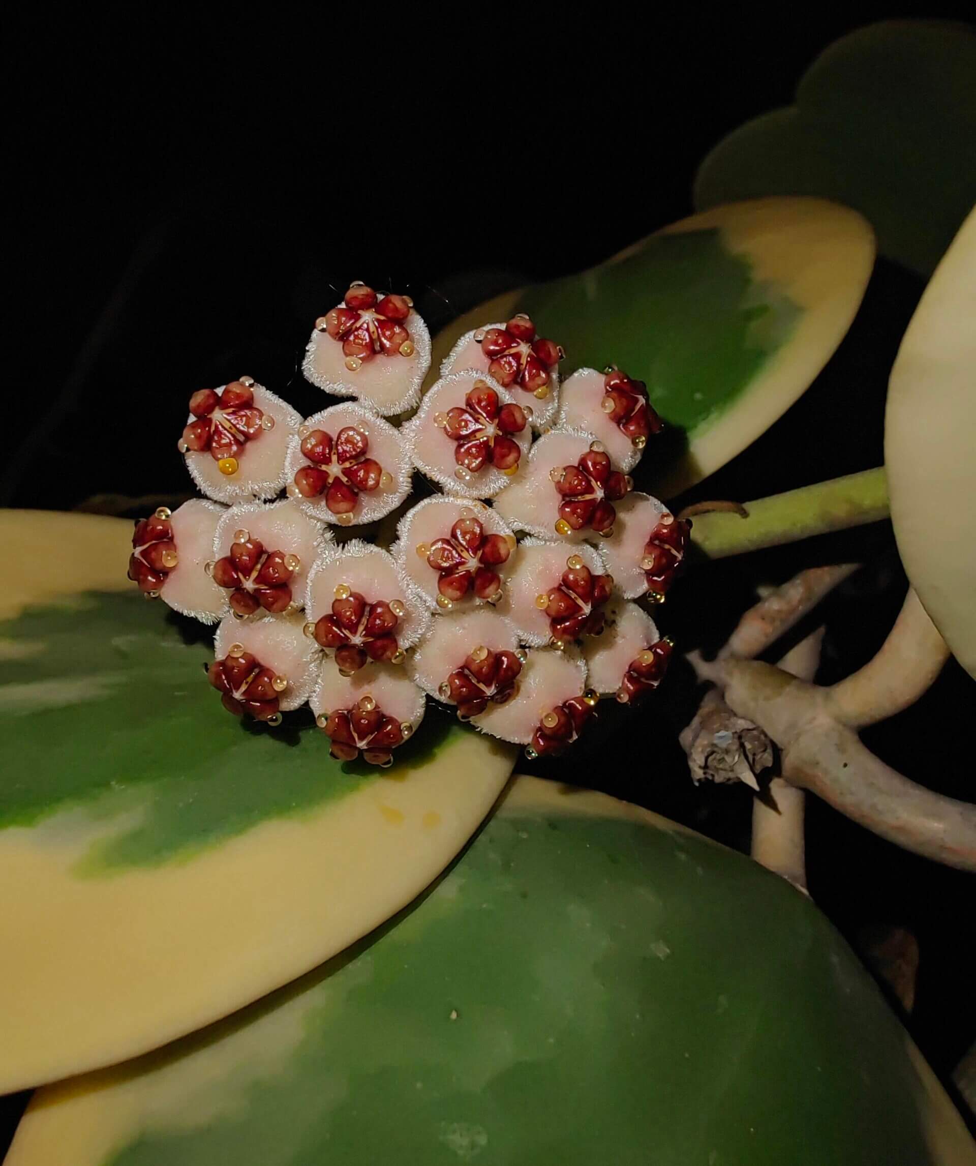 Hoya kerrii ‘Outer Variegated’ is a beautiful variant of the classic “Sweetheart Hoya,” recognized for its thick, heart-shaped green leaves framed by a striking outer margin of creamy-white to pale yellow variegation. The vines can mature into trailing or climbing stems, though growth is typically slow.