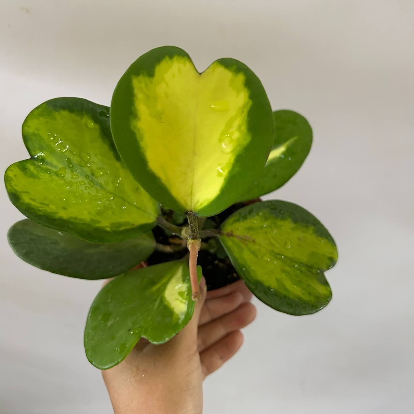 Hoya kerrii inner variegated is a rare variant of Hoya kerrii, distinguished by its heart-shaped, succulent green leaves with a striking yellow variegated region in the centre, surrounded by a darker green margin. This “inner variegated” or “reverse variegated” pattern places the variegation in the middle of the leaf rather than along the edges. The leaves retain the typical thick, leathery texture of Hoya kerrii, making this form both decorative and semi-succulent, highly prized by collectors.