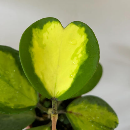 Hoya kerrii inner variegated is a rare variant of Hoya kerrii, distinguished by its heart-shaped, succulent green leaves with a striking yellow variegated region in the centre, surrounded by a darker green margin. This “inner variegated” or “reverse variegated” pattern places the variegation in the middle of the leaf rather than along the edges. The leaves retain the typical thick, leathery texture of Hoya kerrii, making this form both decorative and semi-succulent, highly prized by collectors.