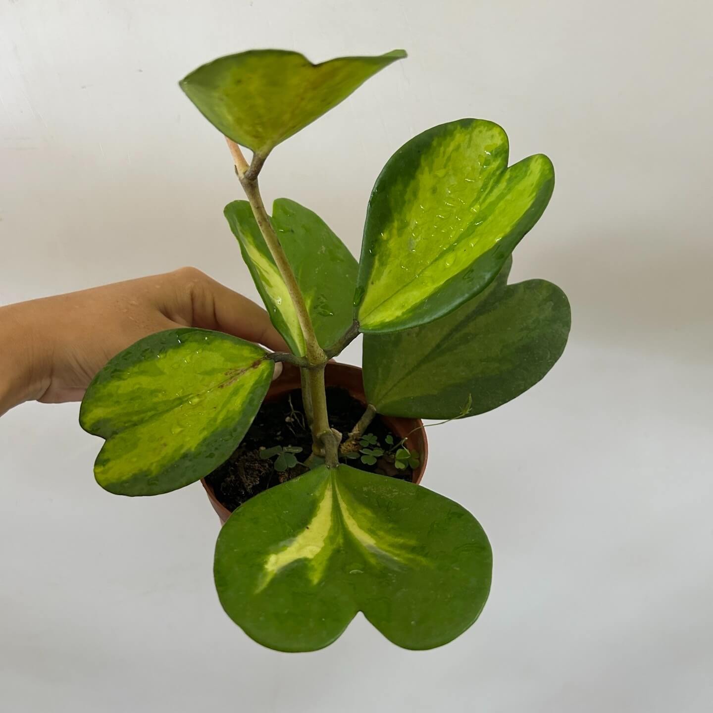 Hoya kerrii inner variegated is a rare variant of Hoya kerrii, distinguished by its heart-shaped, succulent green leaves with a striking yellow variegated region in the centre, surrounded by a darker green margin. This “inner variegated” or “reverse variegated” pattern places the variegation in the middle of the leaf rather than along the edges. The leaves retain the typical thick, leathery texture of Hoya kerrii, making this form both decorative and semi-succulent, highly prized by collectors.