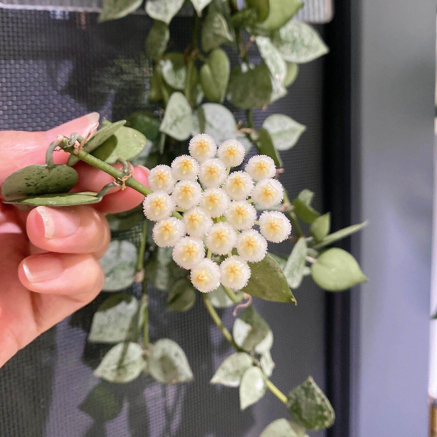 Hoya krohniana ‘Super Silver’ is a rare and highly prized cultivar of Hoya krohniana, known for its leaves that are almost entirely silver with just minimal green – the silver splash is very intense.