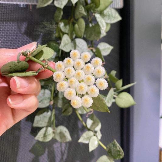 Hoya krohniana ‘Super Silver’ is a rare and highly prized cultivar of Hoya krohniana, known for its leaves that are almost entirely silver with just minimal green – the silver splash is very intense.