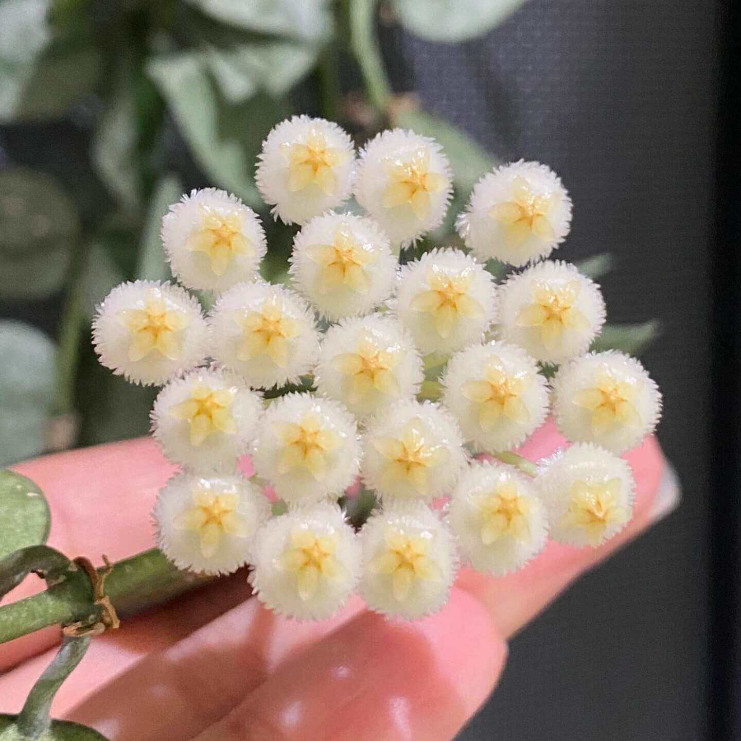 Hoya krohniana ‘Super Silver’ is a rare and highly prized cultivar of Hoya krohniana, known for its leaves that are almost entirely silver with just minimal green – the silver splash is very intense.