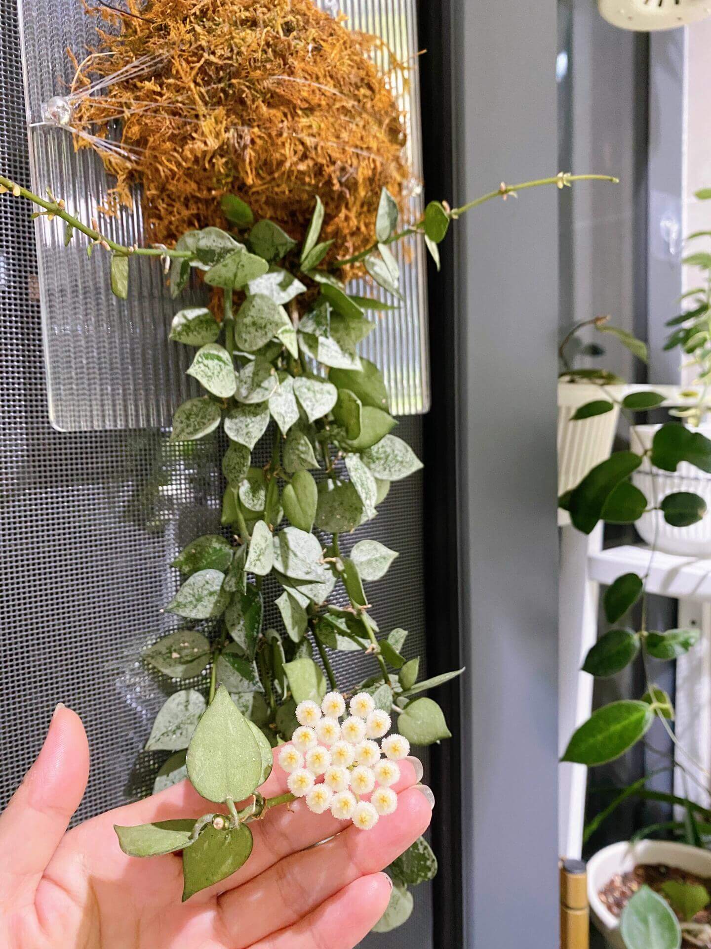 Hoya krohniana ‘Super Silver’ is a rare and highly prized cultivar of Hoya krohniana, known for its leaves that are almost entirely silver with just minimal green – the silver splash is very intense.