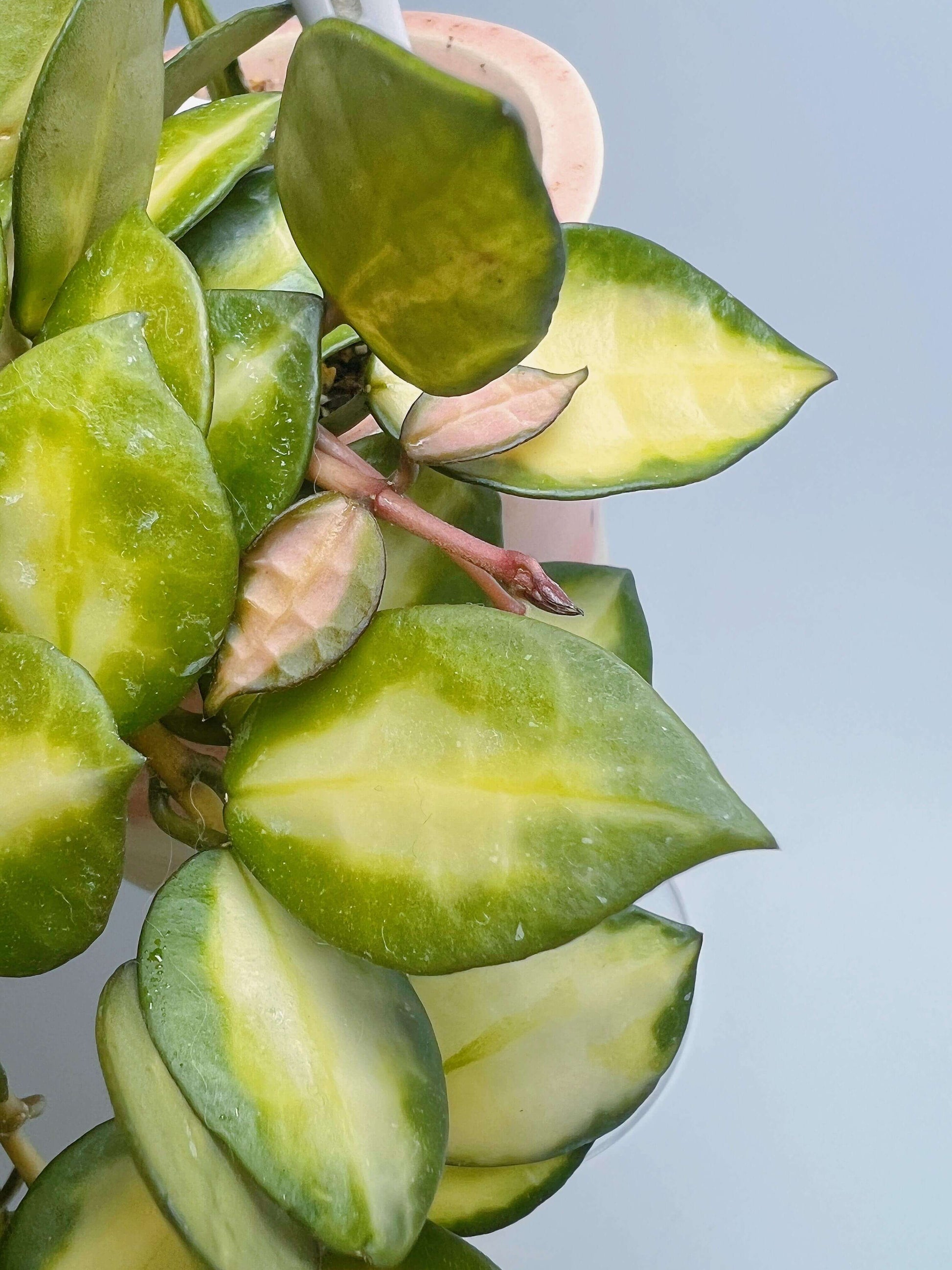 Hoya lacunosa 'Queen Midori' is a rare and highly sought-after cultivar of the Hoya lacunosa species, distinguished by its striking variegated foliage.