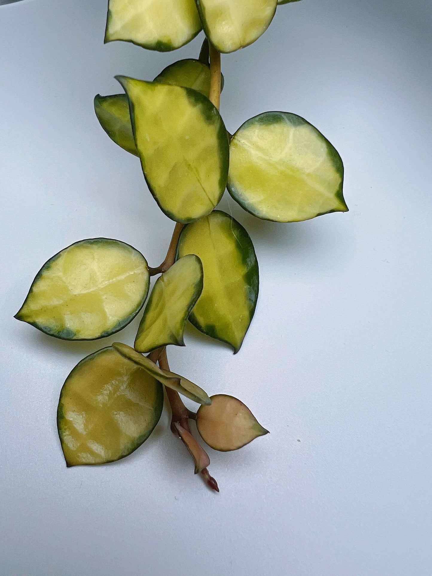 Hoya lacunosa 'Queen Midori' is a rare and highly sought-after cultivar of the Hoya lacunosa species, distinguished by its striking variegated foliage.