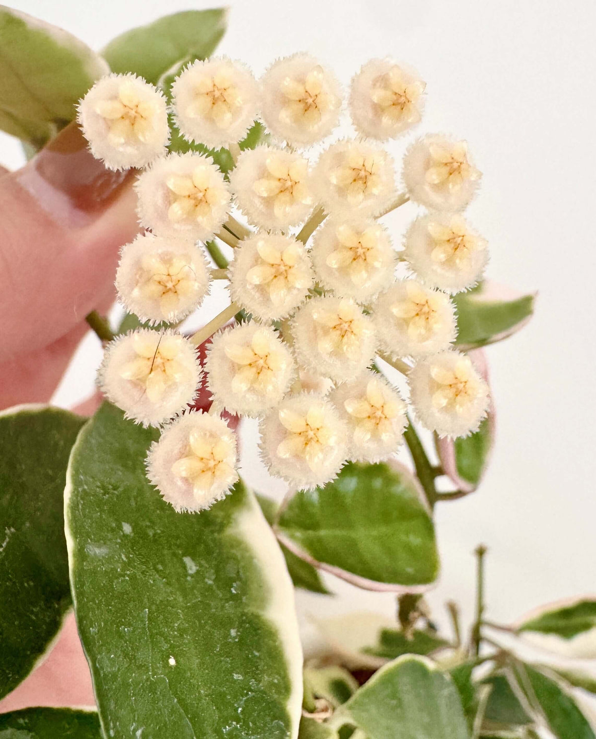 Hoya lacunosa 'Asami' is a compact and attractive selection of Hoya lacunosa, prized for its small, pointed leaves and dense, trailing growth. This species has broad, irregular cream-white margins surrounding green leaf centers, while fresh growth may develop a soft pink blush. Its fine stems branch readily, creating a lush cascading habit that works especially well in hanging baskets.