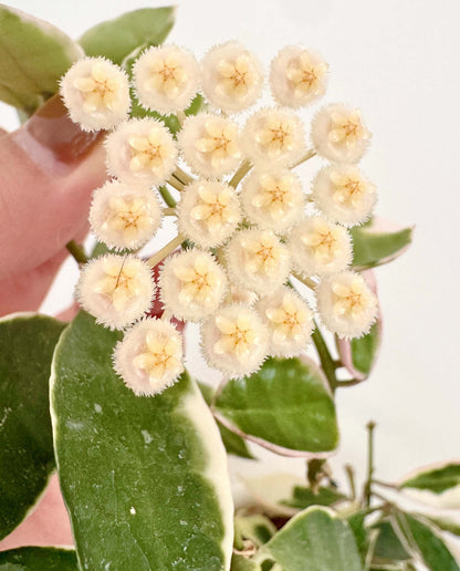 Hoya lacunosa 'Asami' is a compact and attractive selection of Hoya lacunosa, prized for its small, pointed leaves and dense, trailing growth. This species has broad, irregular cream-white margins surrounding green leaf centers, while fresh growth may develop a soft pink blush. Its fine stems branch readily, creating a lush cascading habit that works especially well in hanging baskets.