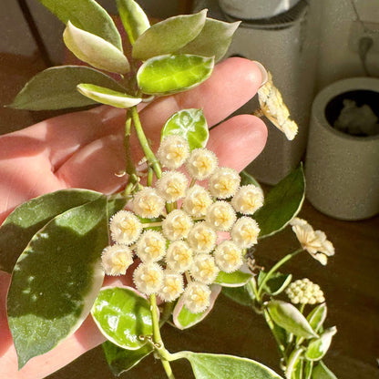 Hoya lacunosa 'Asami' is a compact and attractive selection of Hoya lacunosa, prized for its small, pointed leaves and dense, trailing growth. This species has broad, irregular cream-white margins surrounding green leaf centers, while fresh growth may develop a soft pink blush. Its fine stems branch readily, creating a lush cascading habit that works especially well in hanging baskets.