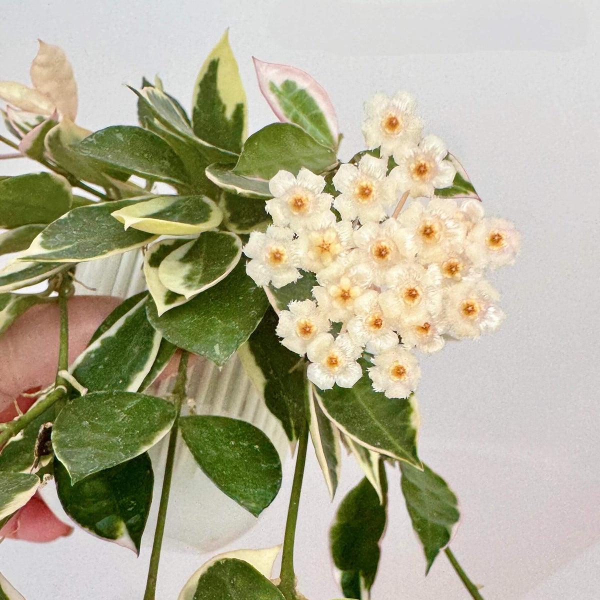 Hoya lacunosa 'Asami' is a compact and attractive selection of Hoya lacunosa, prized for its small, pointed leaves and dense, trailing growth. This species has broad, irregular cream-white margins surrounding green leaf centers, while fresh growth may develop a soft pink blush. Its fine stems branch readily, creating a lush cascading habit that works especially well in hanging baskets.