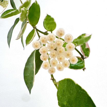 Hoya lacunosa 'Asami' is a compact and attractive selection of Hoya lacunosa, prized for its small, pointed leaves and dense, trailing growth. This species has broad, irregular cream-white margins surrounding green leaf centers, while fresh growth may develop a soft pink blush. Its fine stems branch readily, creating a lush cascading habit that works especially well in hanging baskets.