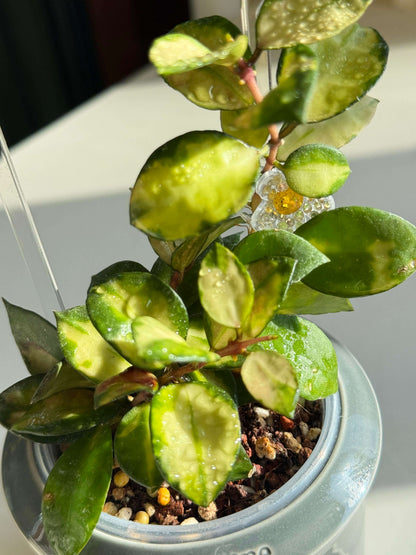 Hoya lacunosa ‘Asami’ Inner Variegated is a distinctive variegated form prized for its compact growth and attractive inner variegation, with creamy white to yellow-green tones concentrated toward the center of the leaves and green margins surrounding the foliage. Like other forms of Hoya lacunosa, it can develop clusters of fragrant, waxy flowers under suitable conditions and is well suited to hanging baskets, shelves, or a small trellis.