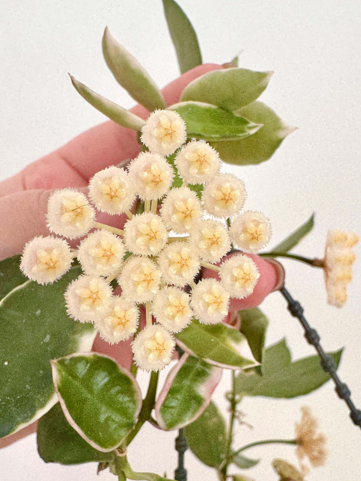 Hoya lacunosa 'Asami' is a compact and attractive selection of Hoya lacunosa, prized for its small, pointed leaves and dense, trailing growth. This species has broad, irregular cream-white margins surrounding green leaf centers, while fresh growth may develop a soft pink blush. Its fine stems branch readily, creating a lush cascading habit that works especially well in hanging baskets.