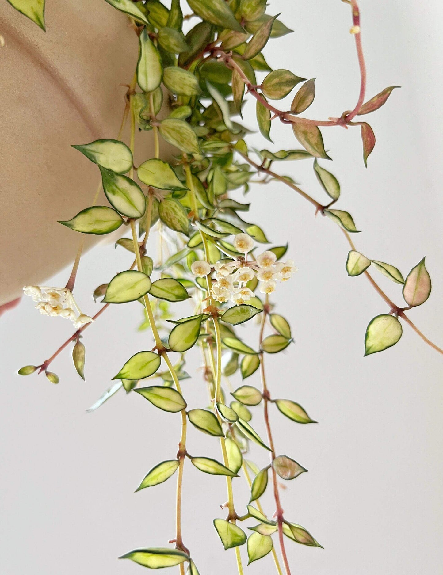 Hoya lacunosa ‘Inner Variegated’ is a rare and beautiful variety of Hoya lacunosa, distinguished by its creamy or pale-yellow leaf centers surrounded by soft green margins. This subtle inner variegation gives the foliage a luminous, delicate appearance.