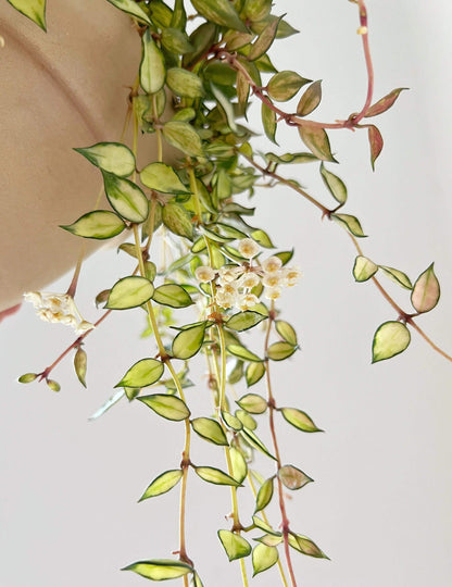 Hoya lacunosa ‘Inner Variegated’ is a rare and beautiful variety of Hoya lacunosa, distinguished by its creamy or pale-yellow leaf centers surrounded by soft green margins. This subtle inner variegation gives the foliage a luminous, delicate appearance.