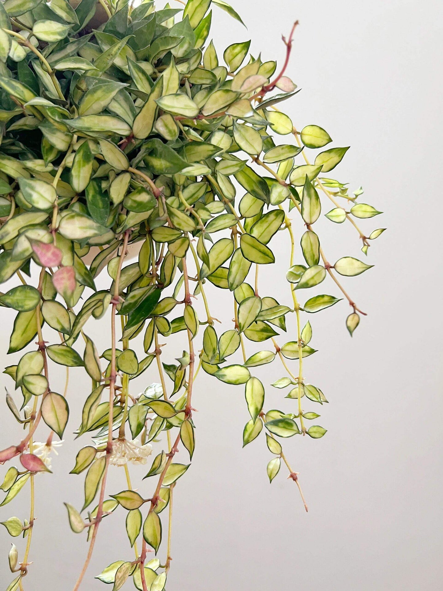 Hoya lacunosa ‘Inner Variegated’ is a rare and beautiful variety of Hoya lacunosa, distinguished by its creamy or pale-yellow leaf centers surrounded by soft green margins. This subtle inner variegation gives the foliage a luminous, delicate appearance.