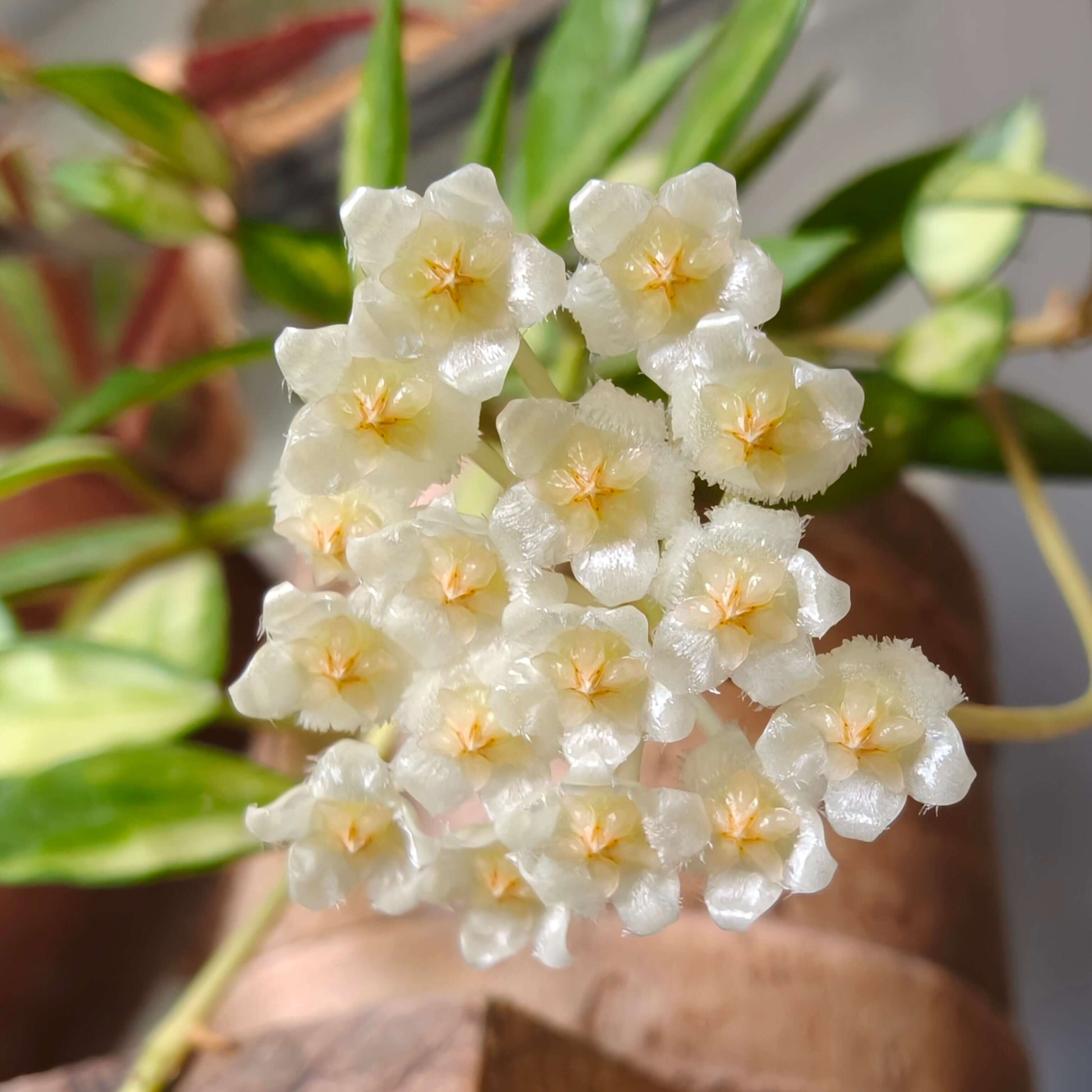 Hoya lacunosa ‘Inner Variegated’ is a rare and beautiful variety of Hoya lacunosa, distinguished by its creamy or pale-yellow leaf centers surrounded by soft green margins. This subtle inner variegation gives the foliage a luminous, delicate appearance.