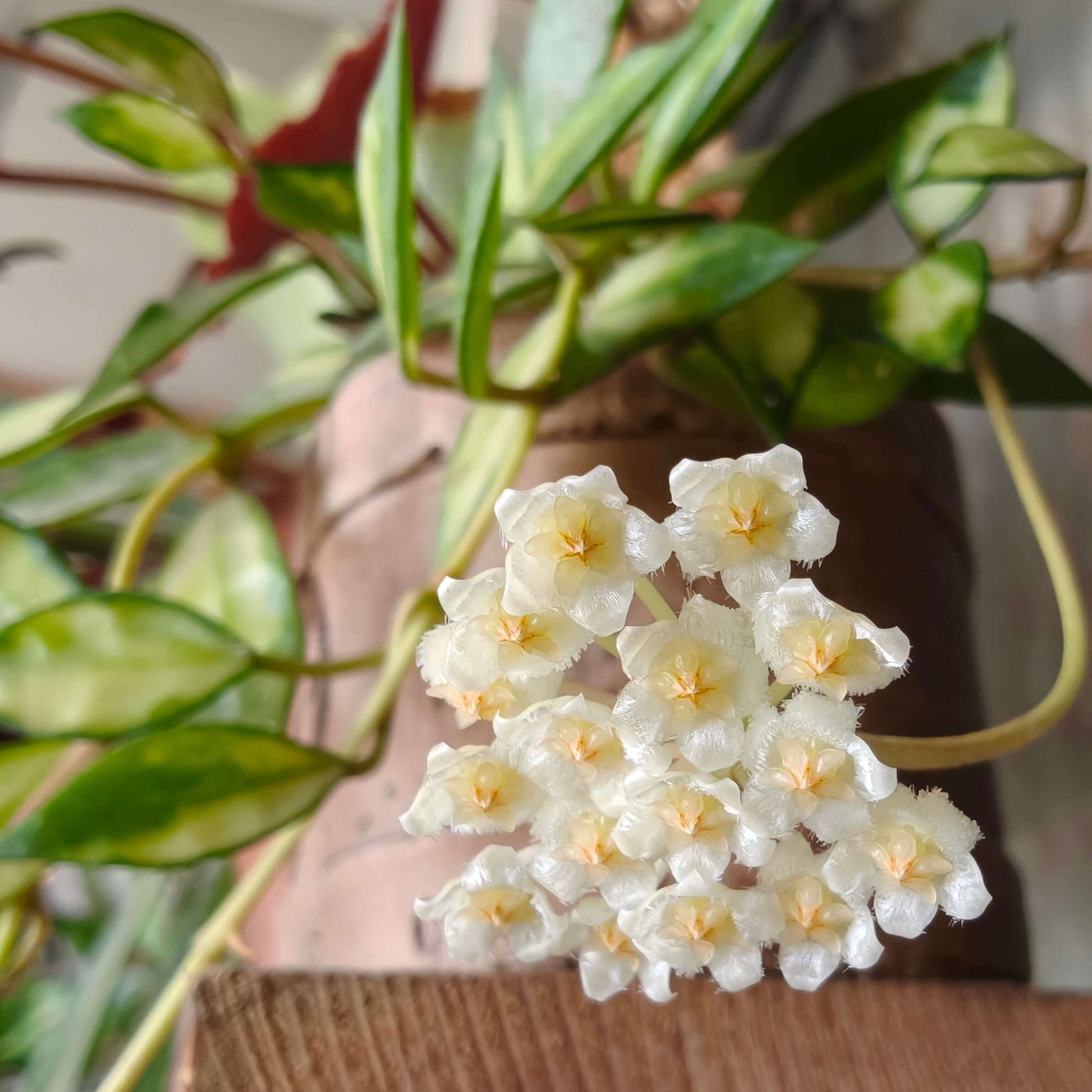 Hoya lacunosa ‘Inner Variegated’ is a rare and beautiful variety of Hoya lacunosa, distinguished by its creamy or pale-yellow leaf centers surrounded by soft green margins. This subtle inner variegation gives the foliage a luminous, delicate appearance.