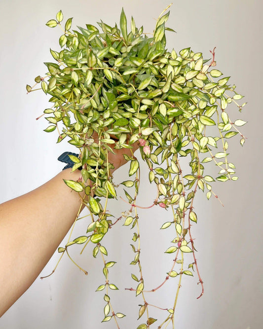 Hoya lacunosa ‘Inner Variegated’ is a rare and beautiful variety of Hoya lacunosa, distinguished by its creamy or pale-yellow leaf centers surrounded by soft green margins. This subtle inner variegation gives the foliage a luminous, delicate appearance.