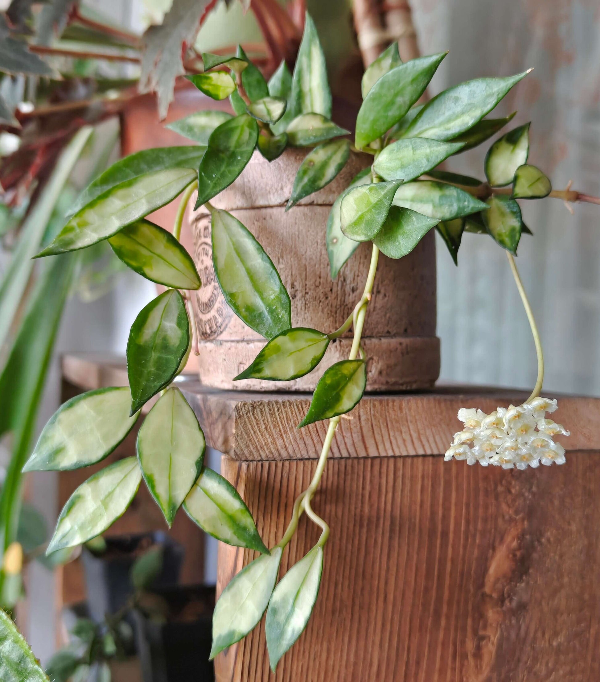 Hoya lacunosa ‘Inner Variegated’ is a rare and beautiful variety of Hoya lacunosa, distinguished by its creamy or pale-yellow leaf centers surrounded by soft green margins. This subtle inner variegation gives the foliage a luminous, delicate appearance.