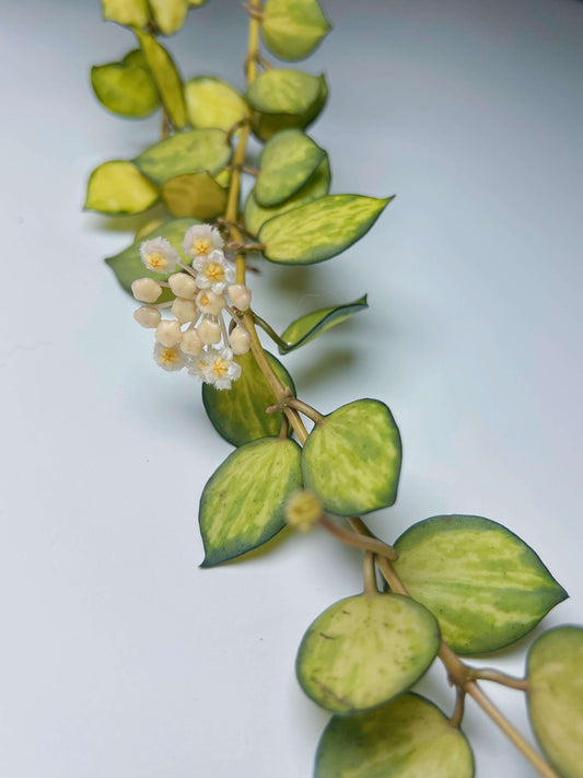 Hoya lacunosa 'Queen Midori' is a rare and highly sought-after cultivar of the Hoya lacunosa species, distinguished by its striking variegated foliage.