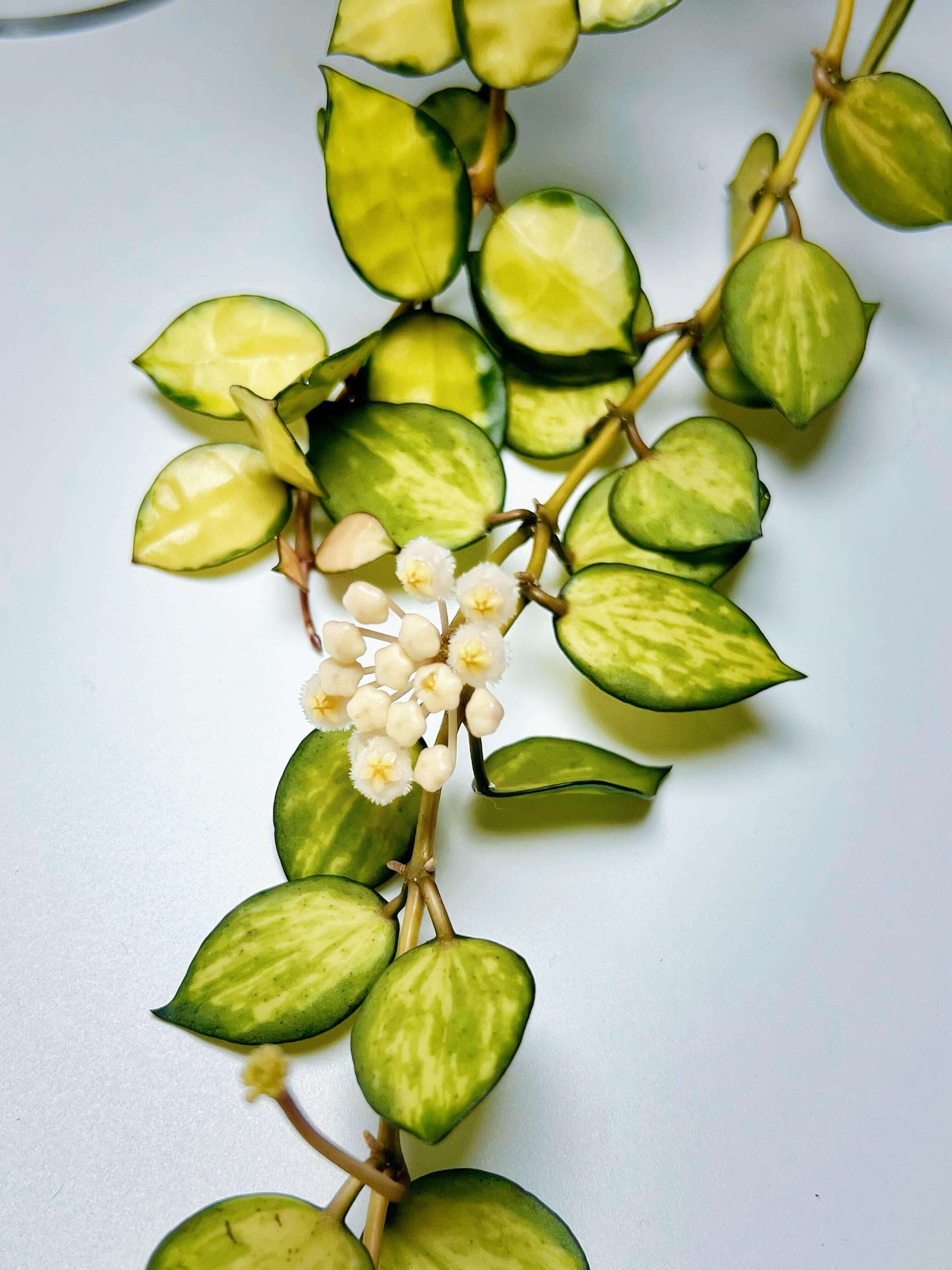 Hoya lacunosa 'Queen Midori' is a rare and highly sought-after cultivar of the Hoya lacunosa species, distinguished by its striking variegated foliage.