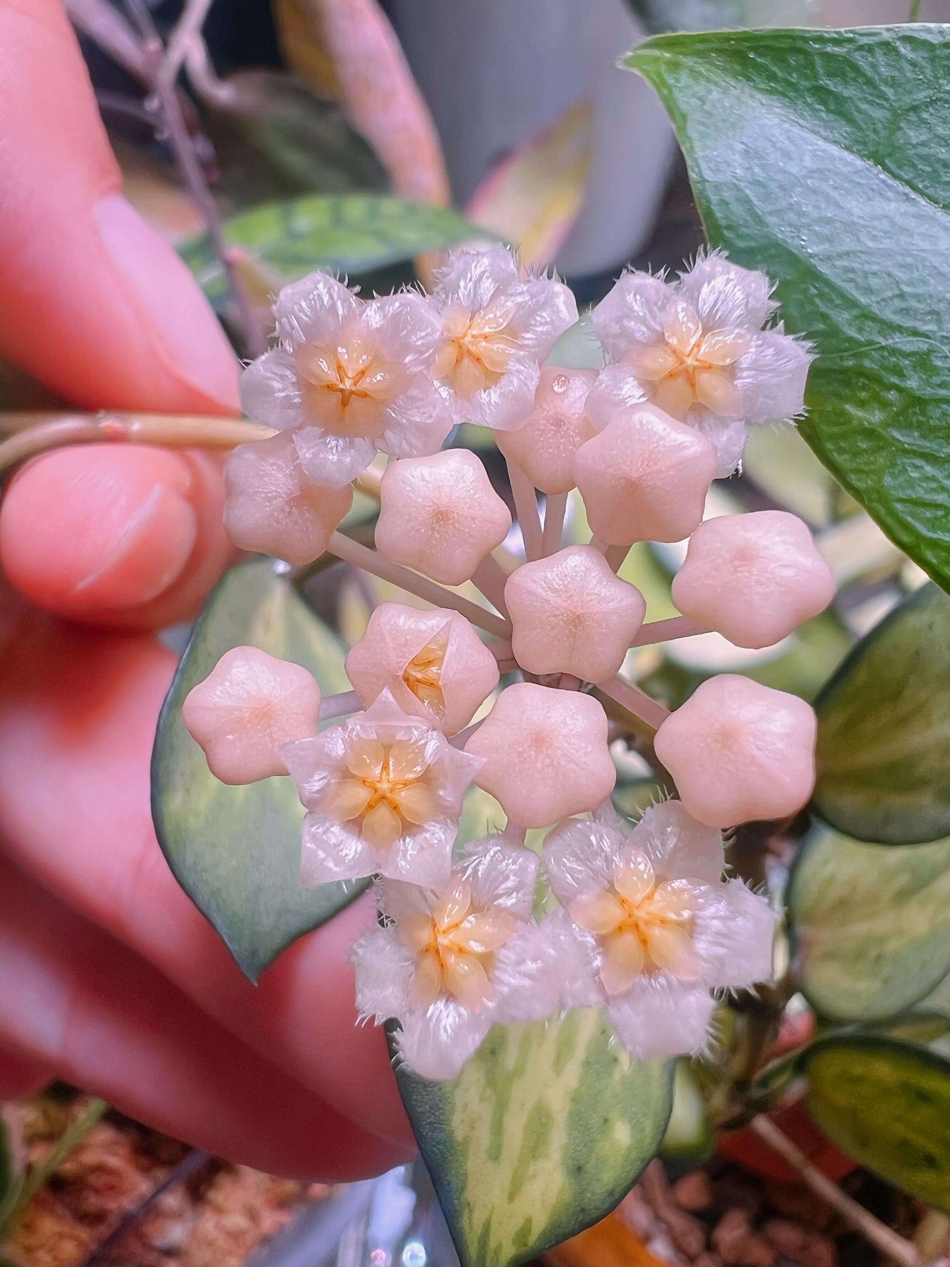 Hoya lacunosa 'Queen Midori' is a rare and highly sought-after cultivar of the Hoya lacunosa species, distinguished by its striking variegated foliage.