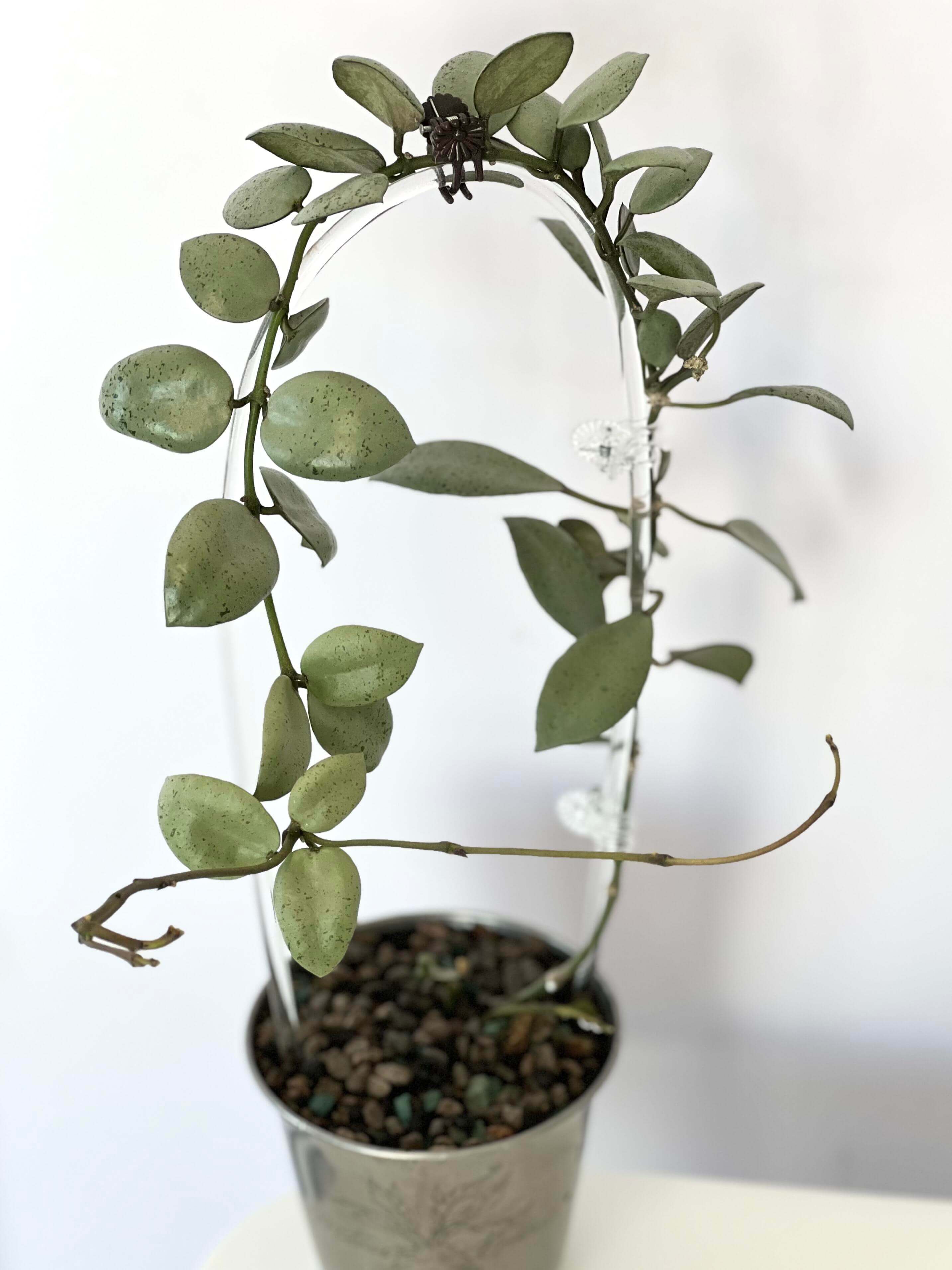 Hoya lacunosa 'Silver Mint Coin' for Sale – Begin With Plants