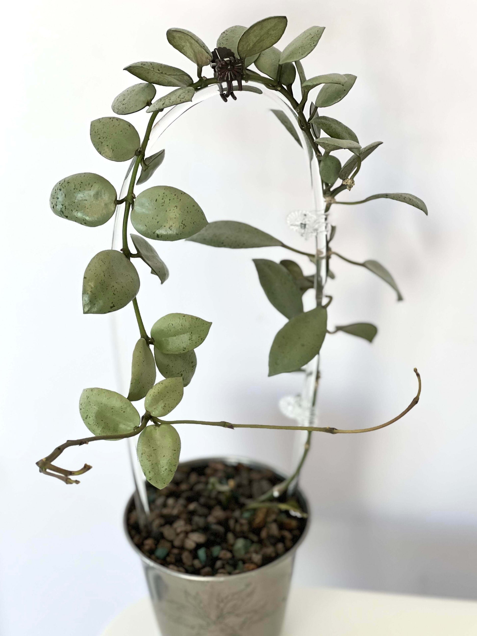 Hoya lacunosa 'Silver Mint Coin' is a captivating cultivar of the Hoya lacunosa species, renowned for its unique silvery-green foliage and compact, trailing growth habit. This variant is particularly sought after by plant enthusiasts for its ornamental appeal and relatively low-maintenance care requirements.