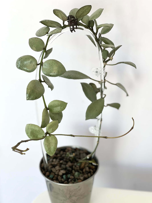Hoya lacunosa 'Silver Mint Coin' is a captivating cultivar of the Hoya lacunosa species, renowned for its unique silvery-green foliage and compact, trailing growth habit. This variant is particularly sought after by plant enthusiasts for its ornamental appeal and relatively low-maintenance care requirements.