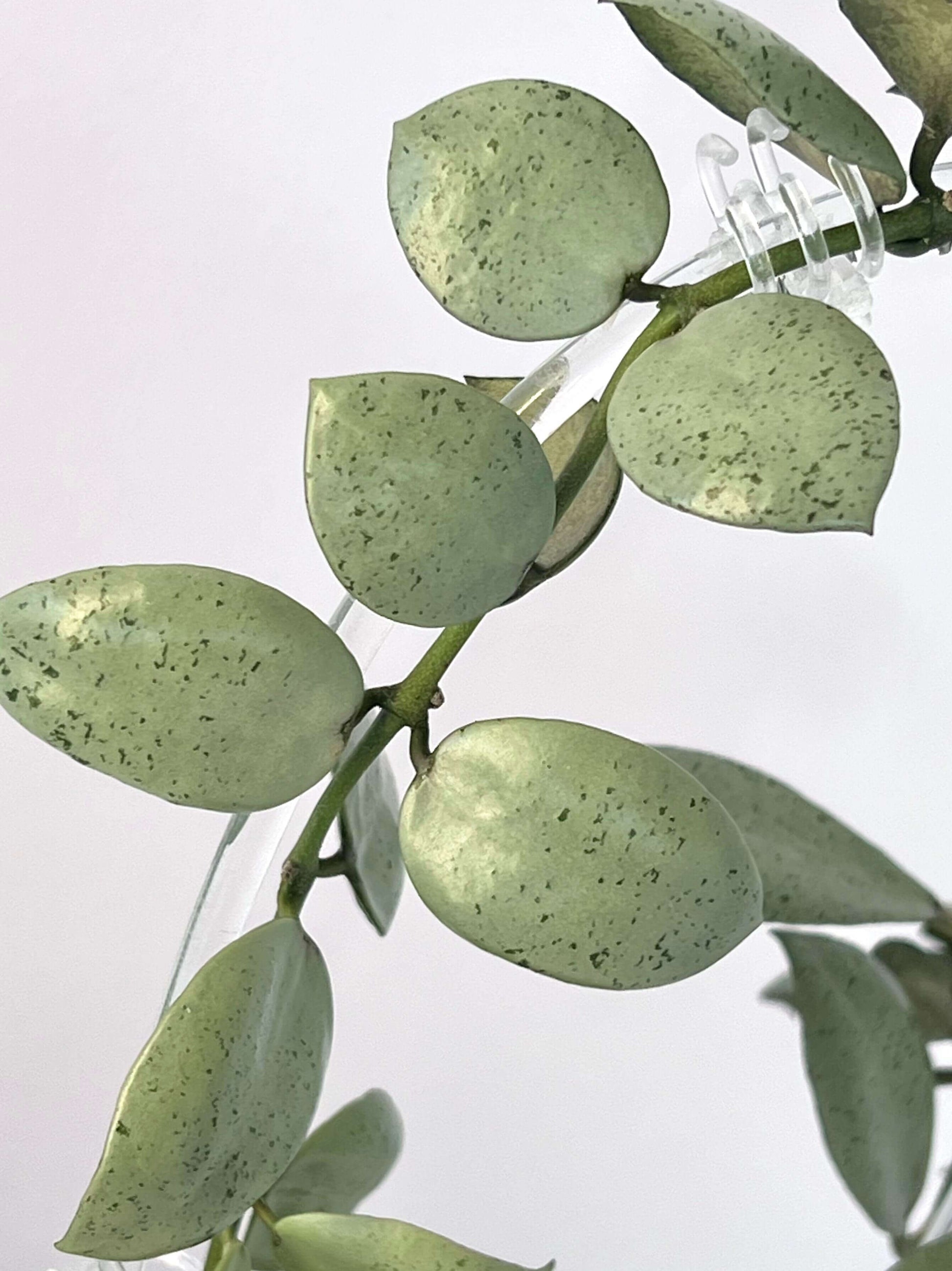 Hoya lacunosa 'Silver Mint Coin' is a captivating cultivar of the Hoya lacunosa species, renowned for its unique silvery-green foliage and compact, trailing growth habit. This variant is particularly sought after by plant enthusiasts for its ornamental appeal and relatively low-maintenance care requirements.