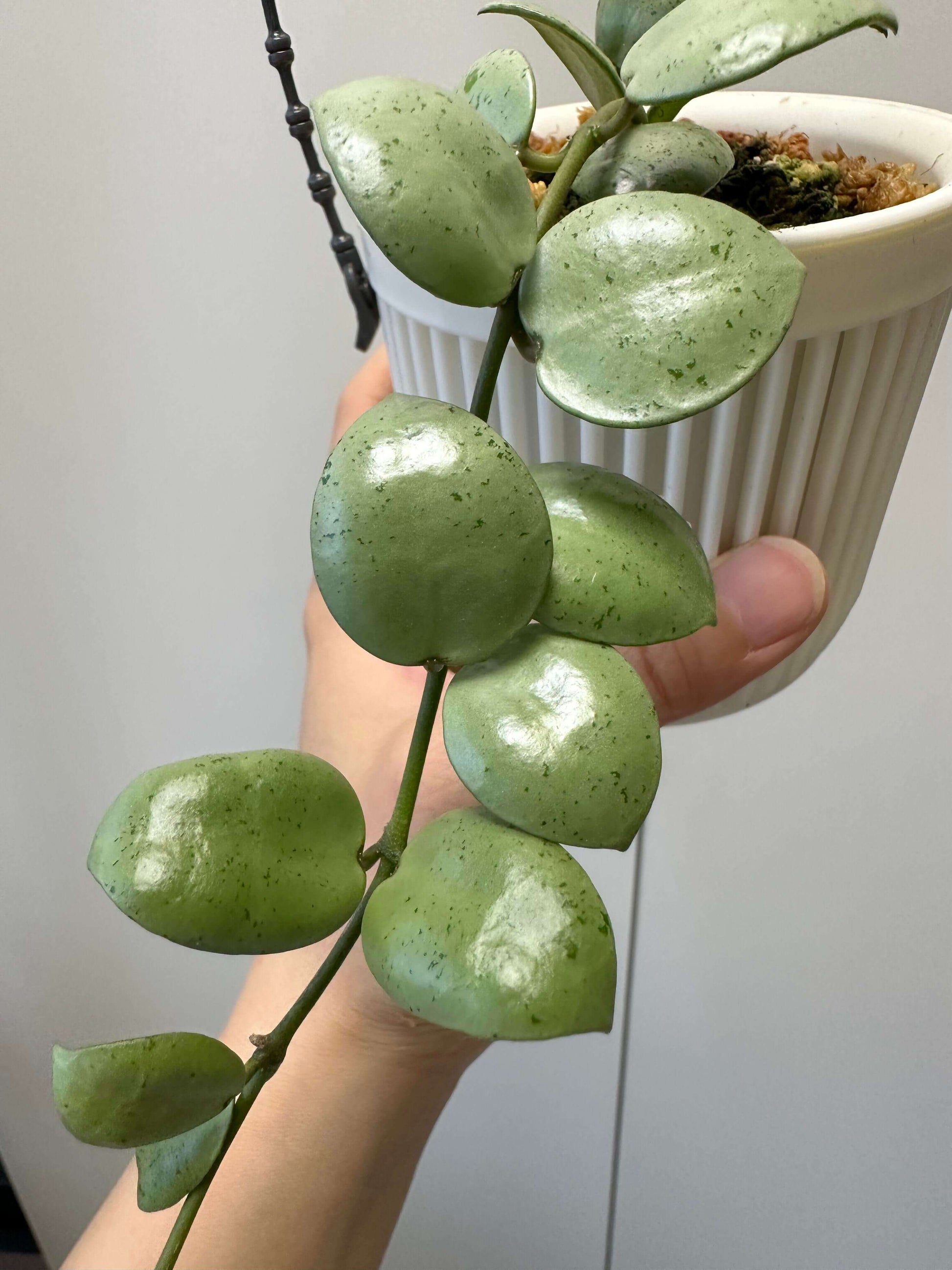 Hoya lacunosa 'Silver Mint Coin' is a captivating cultivar of the Hoya lacunosa species, renowned for its unique silvery-green foliage and compact, trailing growth habit. This variant is particularly sought after by plant enthusiasts for its ornamental appeal and relatively low-maintenance care requirements.