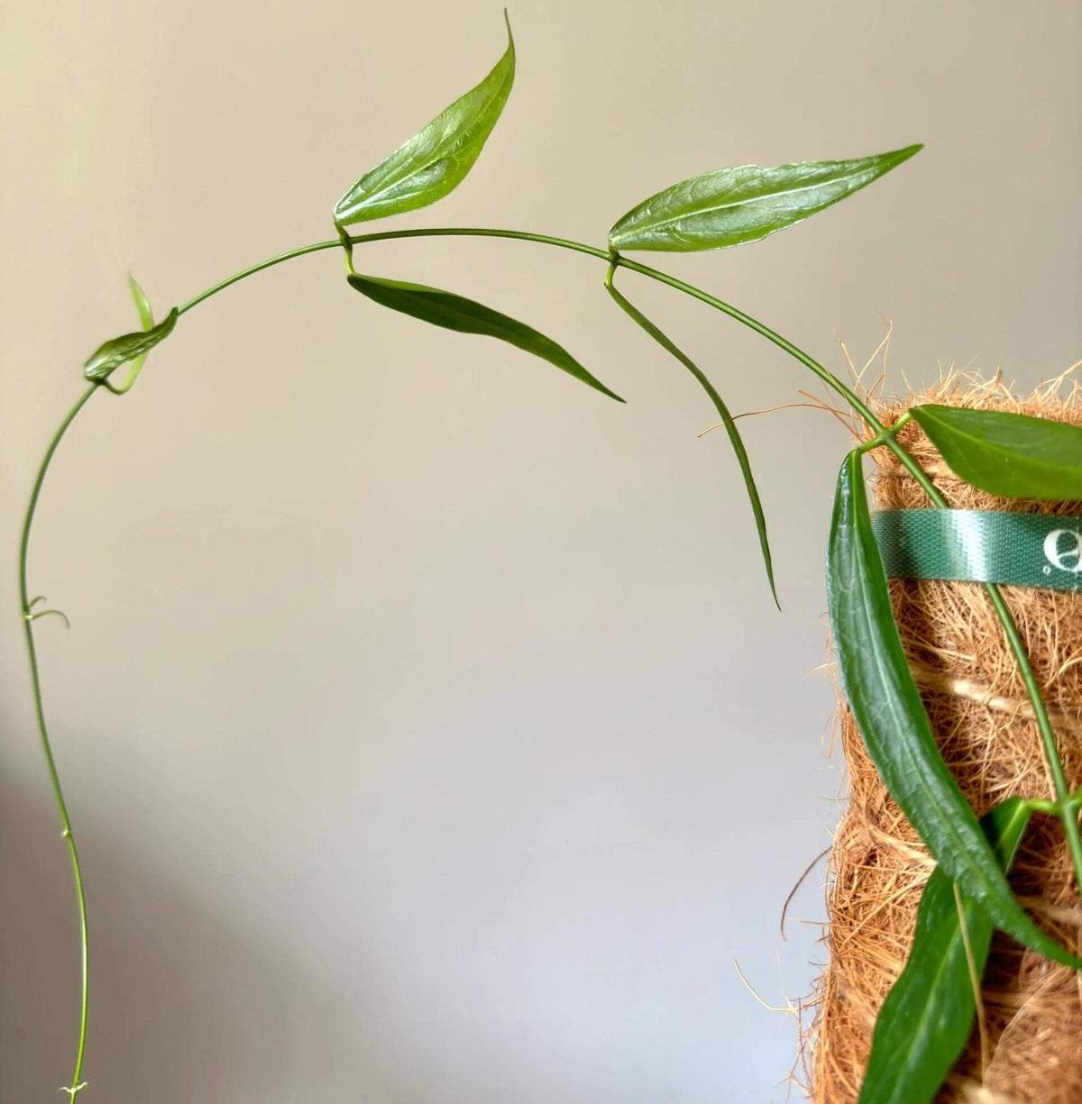 Hoya lamingtoniae is a rare and robust epiphytic climbing Hoya native to New Guinea, where it grows in wet tropical habitats.