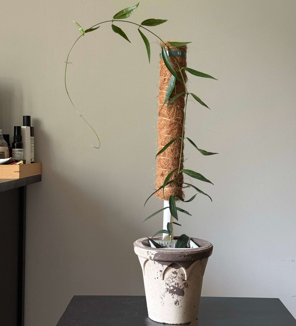 Hoya lamingtoniae is a rare and robust epiphytic climbing Hoya native to New Guinea, where it grows in wet tropical habitats.