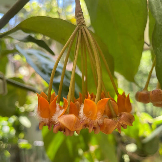 Hoya lasiantha is an epiphytic shrub native to tropical regions including Peninsular Malaysia, Borneo, Sumatra, and Thailand, characterized by drooping, hanging branches that make it well-suited for trailing or hanging displays.