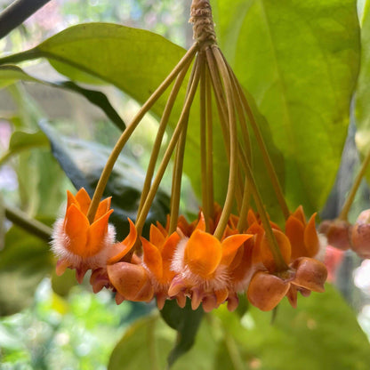 Hoya lasiantha is an epiphytic shrub native to tropical regions including Peninsular Malaysia, Borneo, Sumatra, and Thailand, characterized by drooping, hanging branches that make it well-suited for trailing or hanging displays.