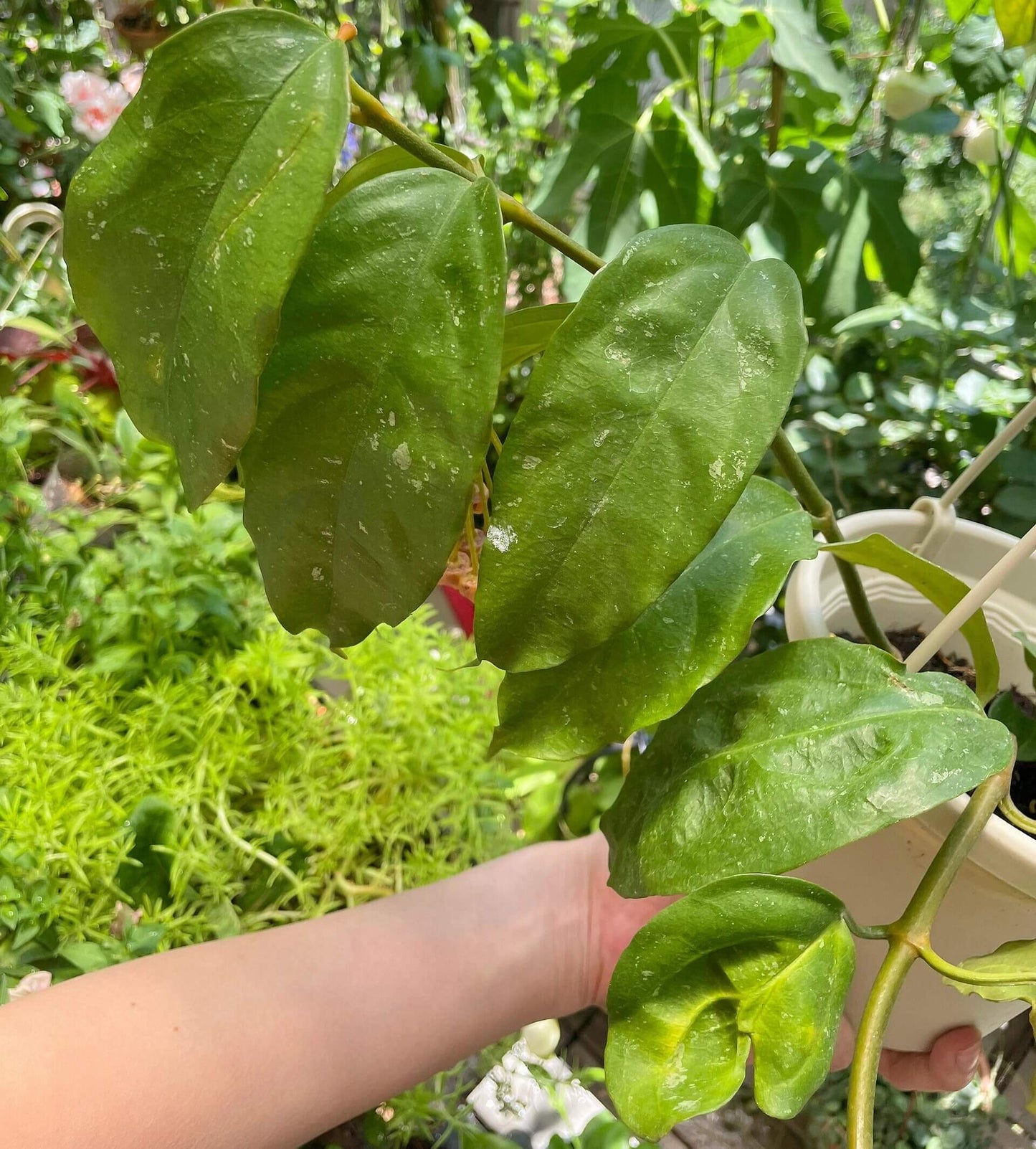 Hoya lasiantha is an epiphytic shrub native to tropical regions including Peninsular Malaysia, Borneo, Sumatra, and Thailand, characterized by drooping, hanging branches that make it well-suited for trailing or hanging displays.
