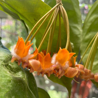 Hoya lasiantha is an epiphytic shrub native to tropical regions including Peninsular Malaysia, Borneo, Sumatra, and Thailand, characterized by drooping, hanging branches that make it well-suited for trailing or hanging displays.
