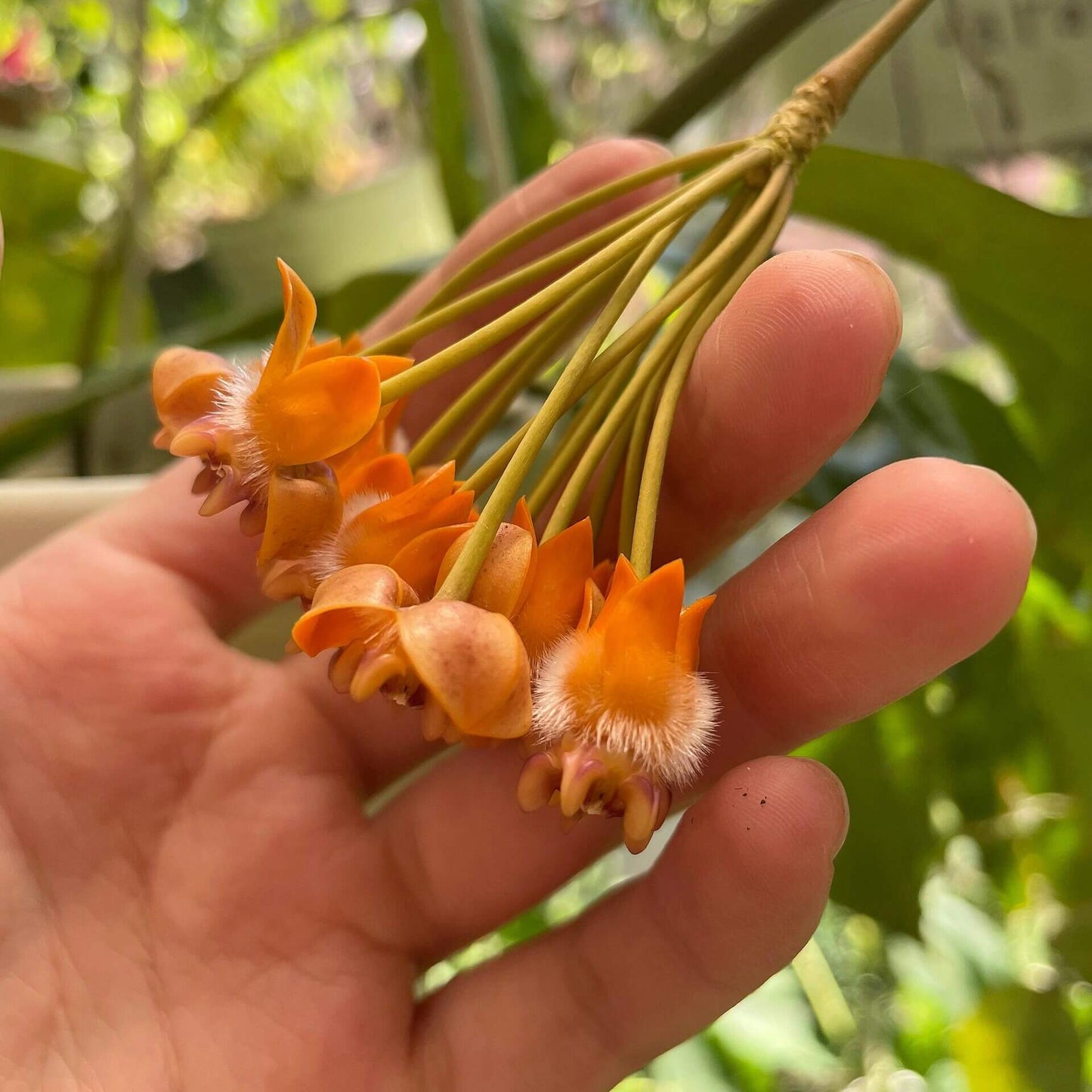 Hoya lasiantha is an epiphytic shrub native to tropical regions including Peninsular Malaysia, Borneo, Sumatra, and Thailand, characterized by drooping, hanging branches that make it well-suited for trailing or hanging displays.