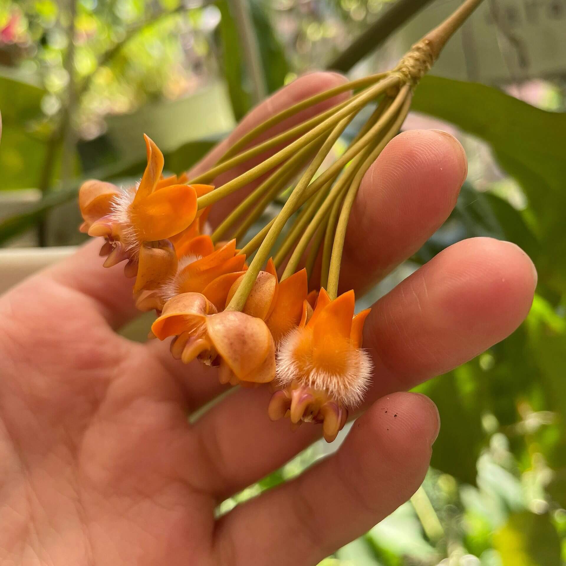 Hoya lasiantha is an epiphytic shrub native to tropical regions including Peninsular Malaysia, Borneo, Sumatra, and Thailand, characterized by drooping, hanging branches that make it well-suited for trailing or hanging displays.
