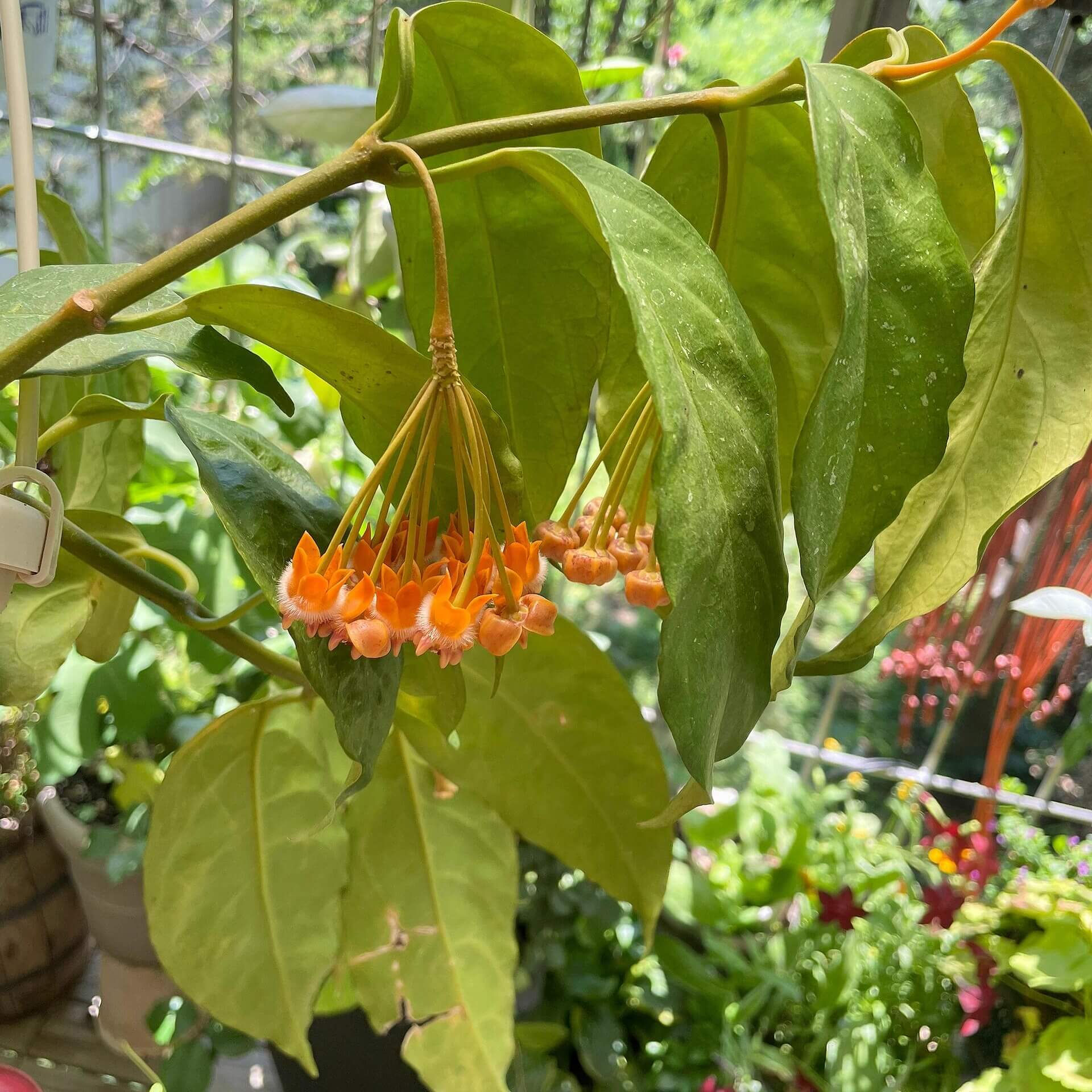 Hoya lasiantha is an epiphytic shrub native to tropical regions including Peninsular Malaysia, Borneo, Sumatra, and Thailand, characterized by drooping, hanging branches that make it well-suited for trailing or hanging displays.