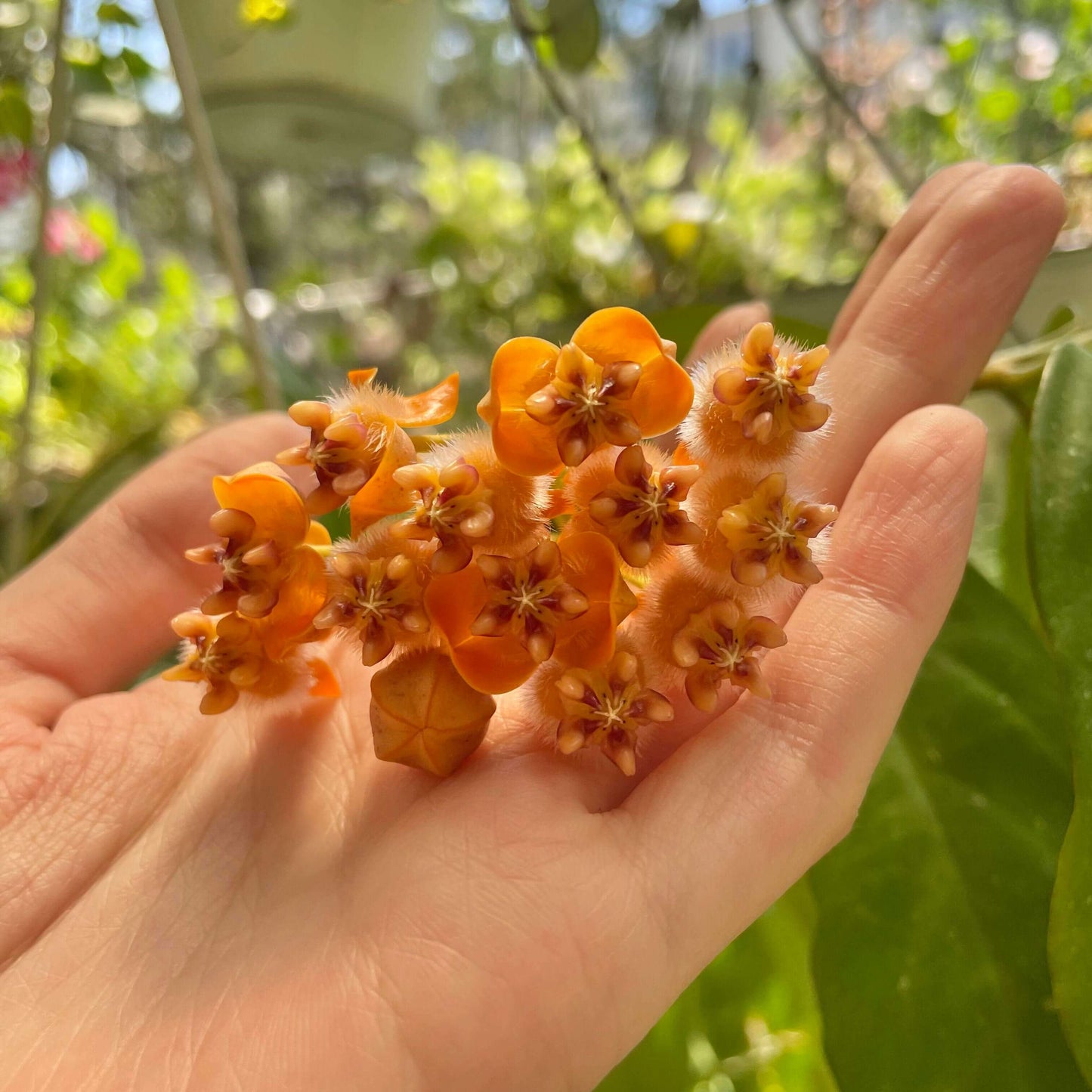 Hoya lasiantha is an epiphytic shrub native to tropical regions including Peninsular Malaysia, Borneo, Sumatra, and Thailand, characterized by drooping, hanging branches that make it well-suited for trailing or hanging displays.