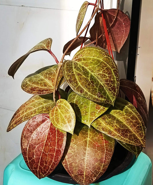 Hoya latifolia sp. Sarawak originates from the lowland rainforests of Sarawak in Malaysian Borneo and is a large-leaved epiphytic or hemi-epiphytic climber capable of twining or hanging. It features very broad, leathery ovate to obovate leaves with strong venation that can exceed 20 cm in size, and its vigorous growth habit benefits from support as the plant matures.